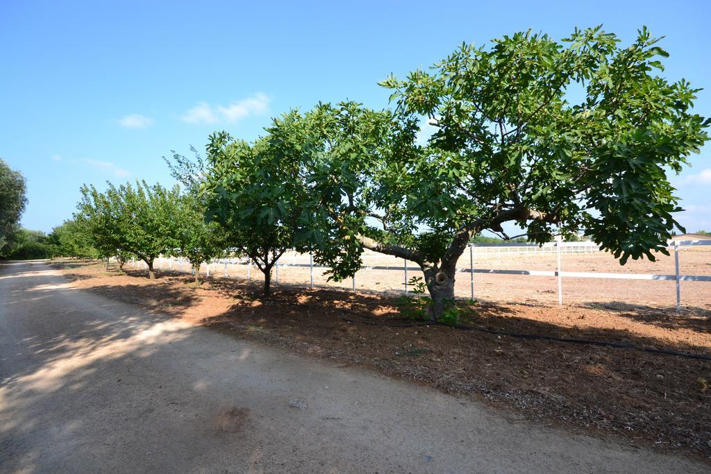 Amaregold Tenuta La Baronessa Tuglie