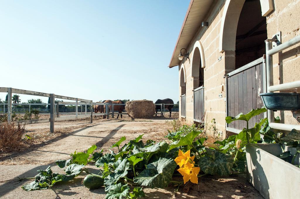 Amaregold Tenuta La Baronessa